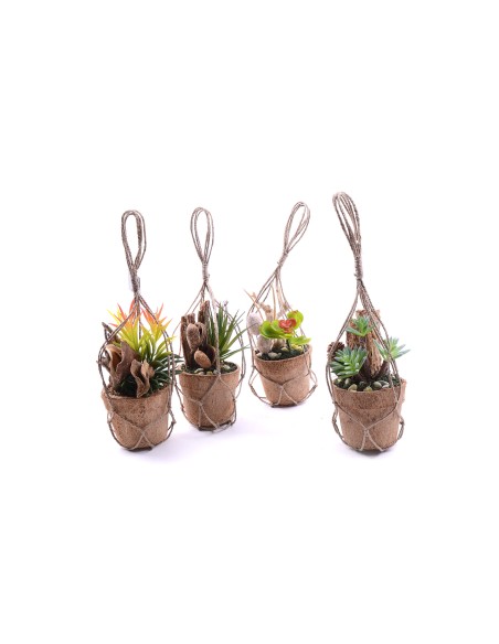 PIANTA 52970 GRASSA ASSORTITA 15X15CM su TreG Ingrosso