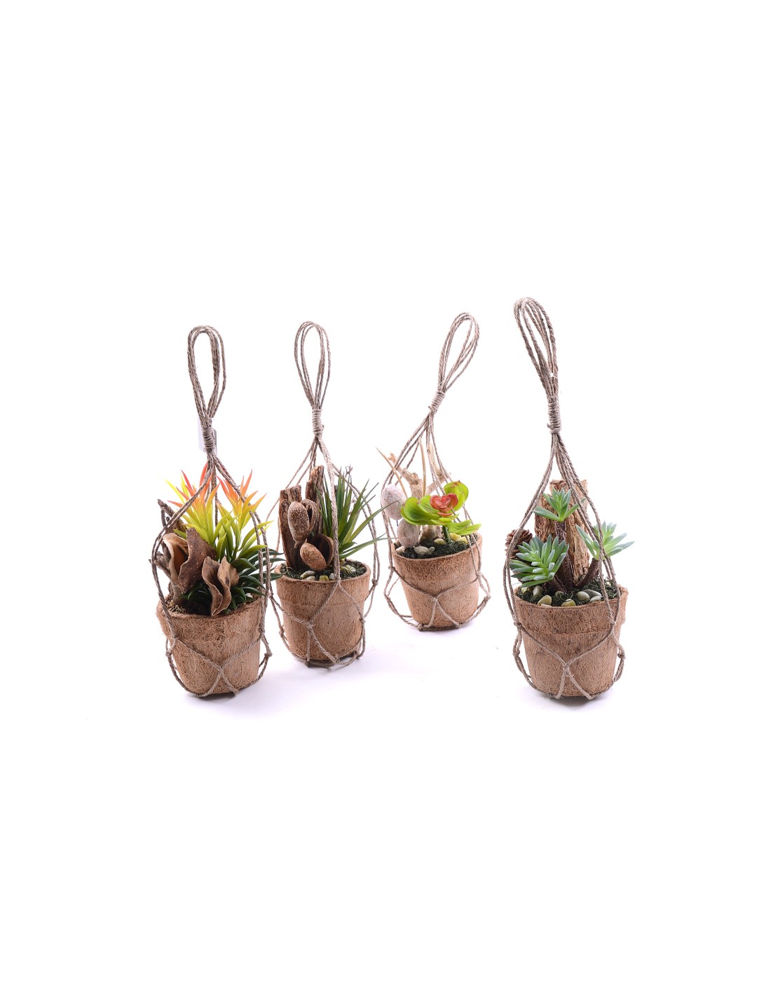 PIANTA 52970 GRASSA ASSORTITA 15X15CM su TreG Ingrosso