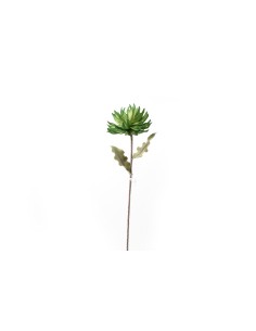 STELO 60576 FIORE PIANTA GRASSA H90 su TreG Ingrosso