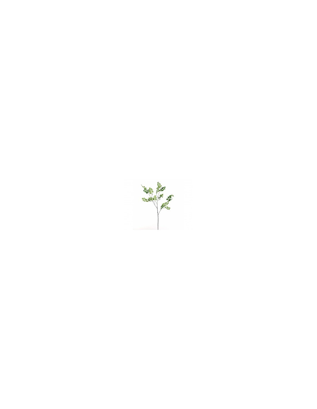 CAPELVENERE AF063 GREEN 83CM su TreG Ingrosso