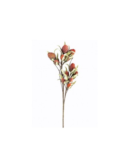 FIORE 128239 ROSSO SPONCE