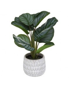 PIANTA 185462 MARANTA CON VASO 30X45CM su TreG Ingrosso