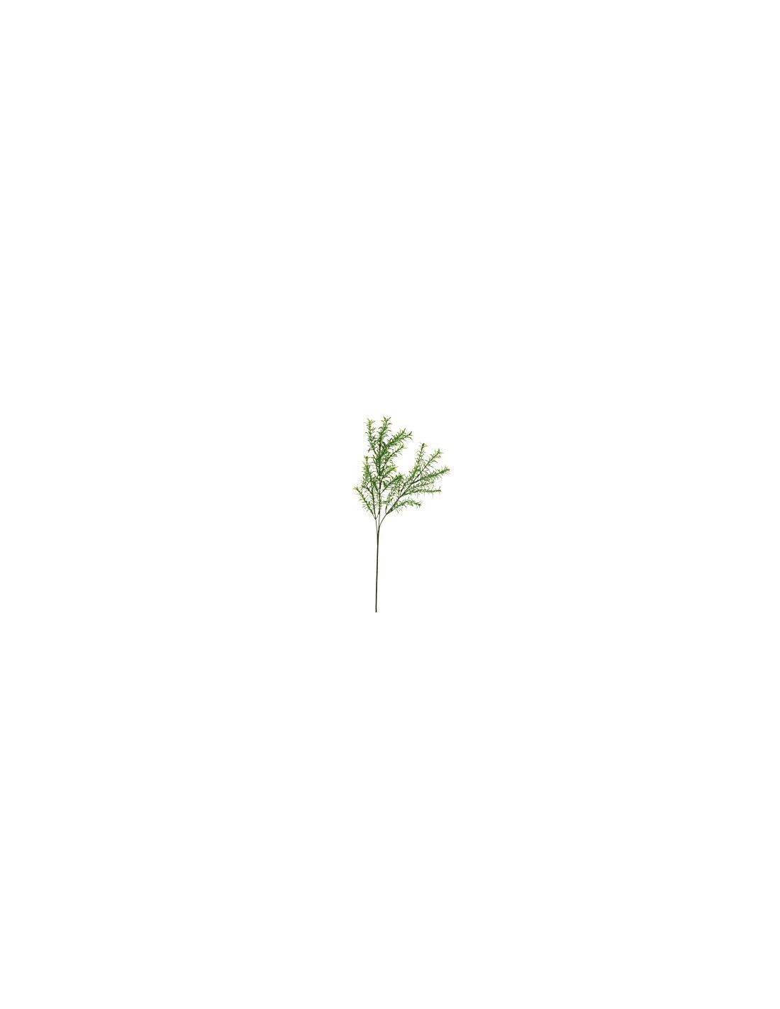STELO 13640068-01 ASPARAGO VERDE 3 RAMI su TreG Ingrosso