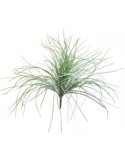 STELO 15480037-01 AGAVE SELVATICA su TreG Ingrosso