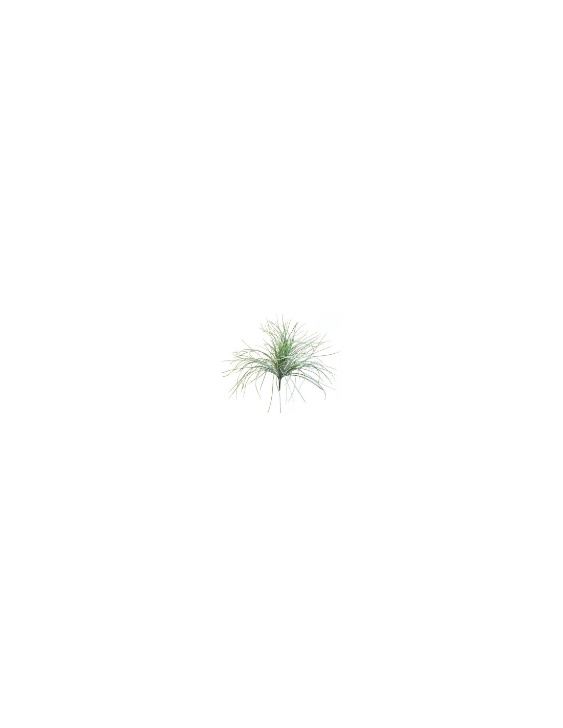 STELO 15480037-01 AGAVE SELVATICA su TreG Ingrosso