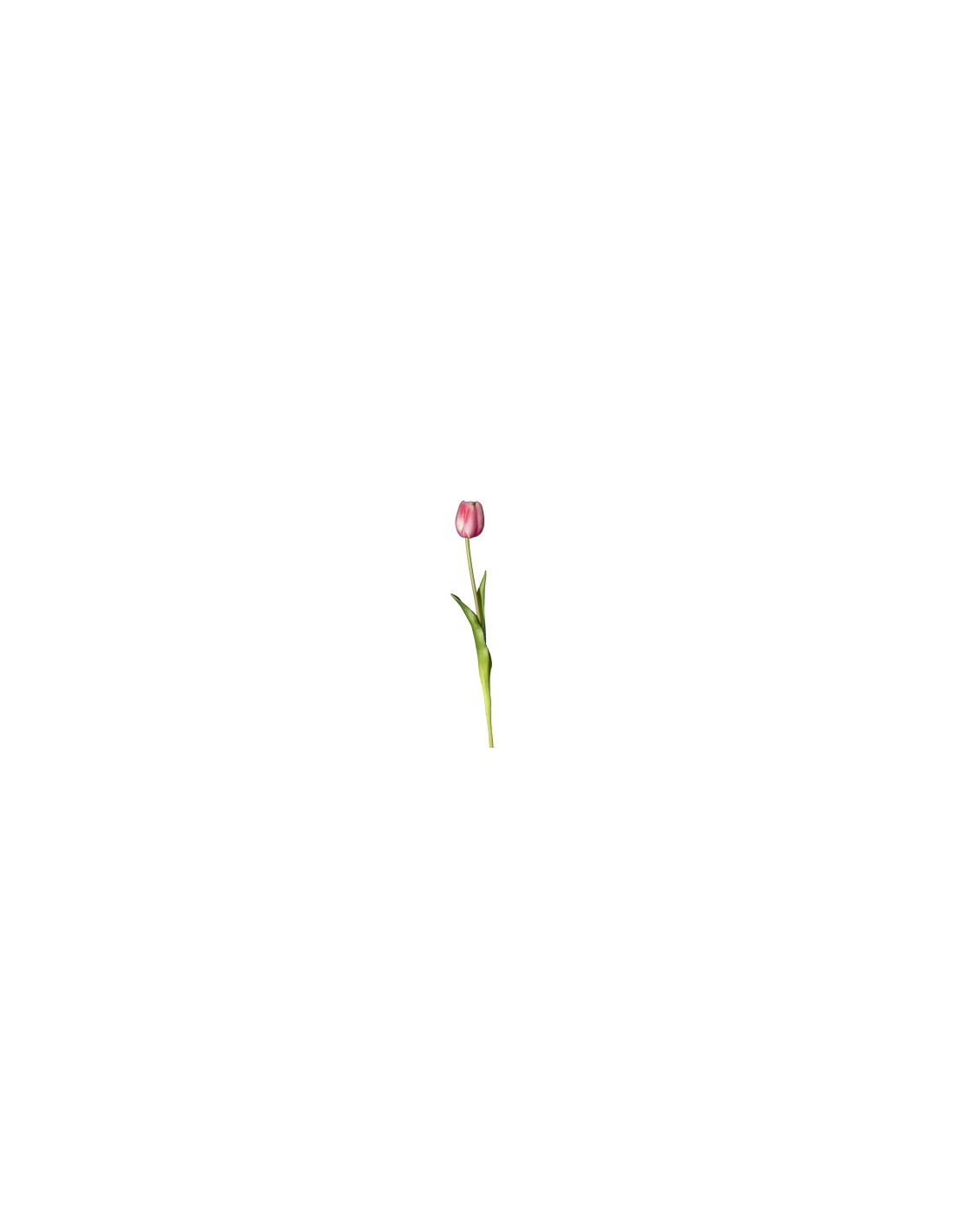 FIORE 18120005-06 TULIPANO MALVA 45CM