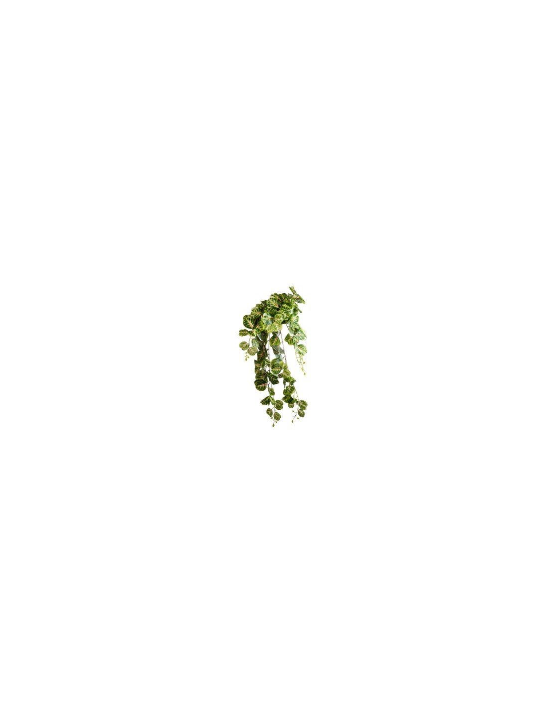 RAMO 1035003315 CESPUGLIO AMARANTHUS 80CM