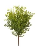 PIANTA 18330003-01 CESPUGLIO FELCE 45CM VERDE