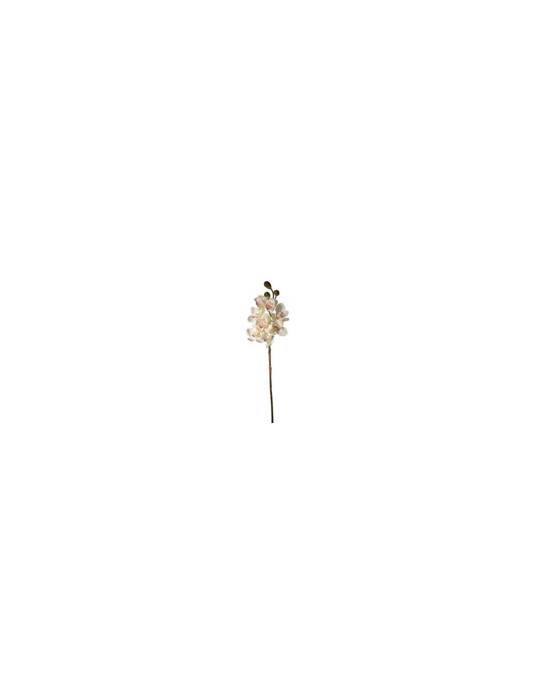 PIANTA 27000303-10 CIMBYDIUM BIANCO 75CM 8 FIORI