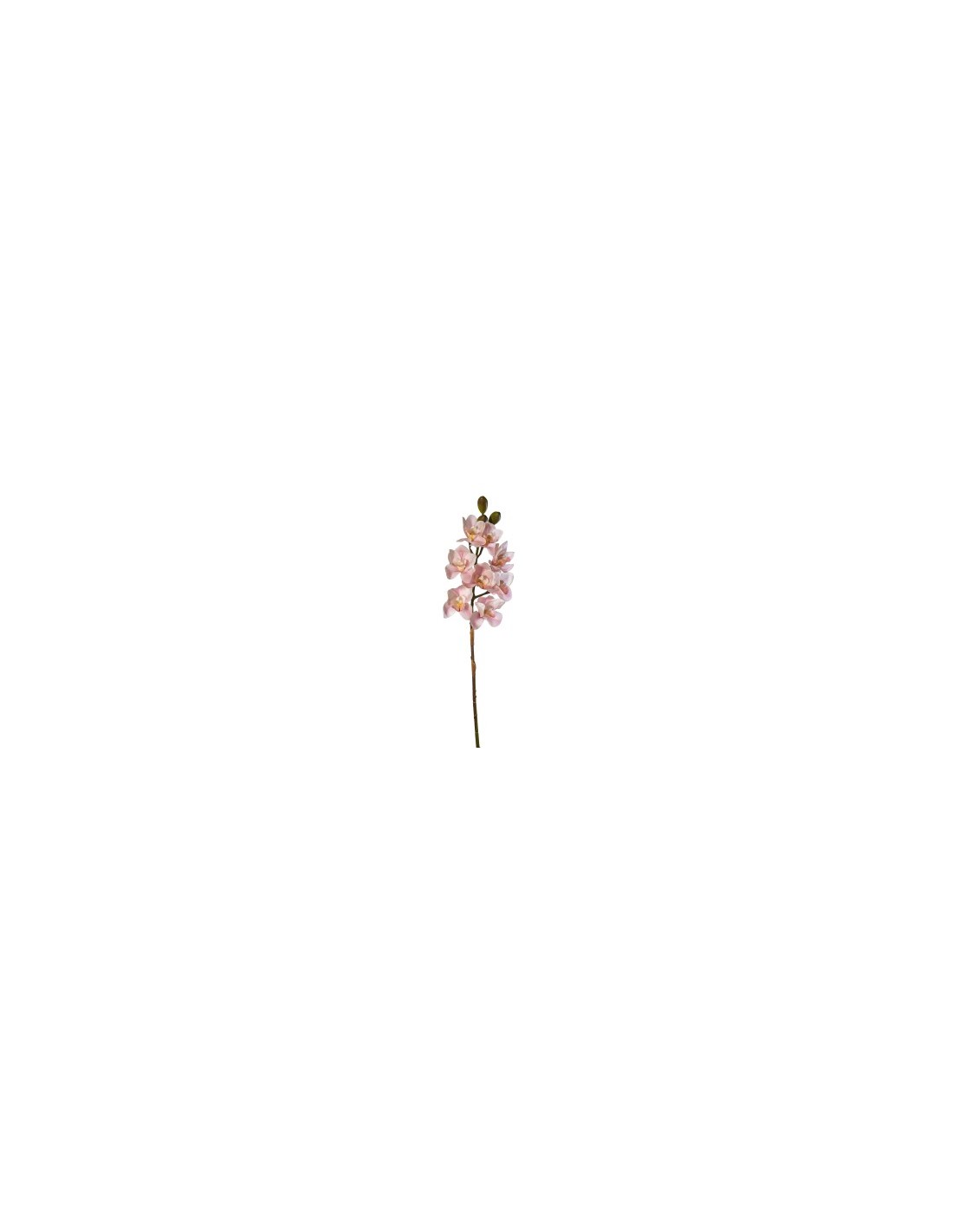 PIANTA 27000303-11 CIMBYDIUM ROSA 75CM 8 FIORI