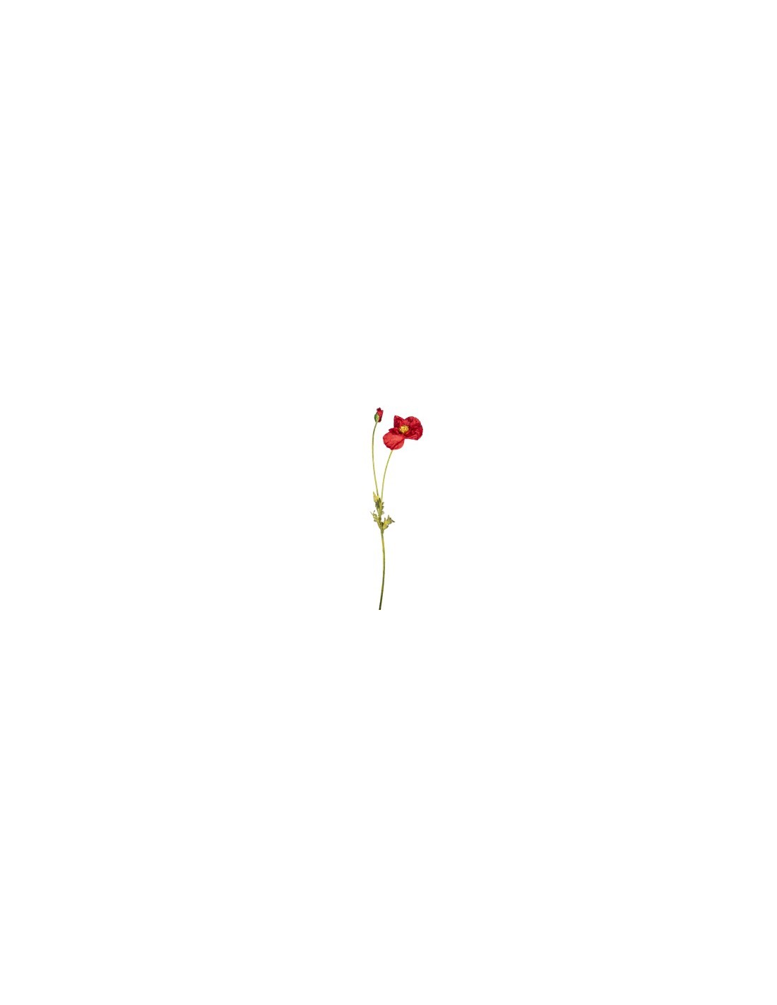 PIANTA 2680132-134 PAPAVERO ROSSO 100CM CON BOCCIOLO