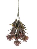 STELO 271000257 5 RAMI ECHEVERIA 30CM BEAUTY