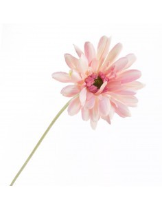 GERBERA 2292 ASSORT su TreG Ingrosso
