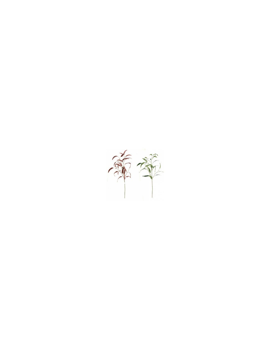 VARA EUCALYPTO 4502 GLOBULUS 100CM su TreG Ingrosso