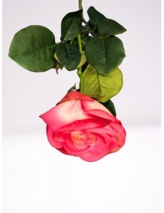 ROSA 6241 su TreG Ingrosso