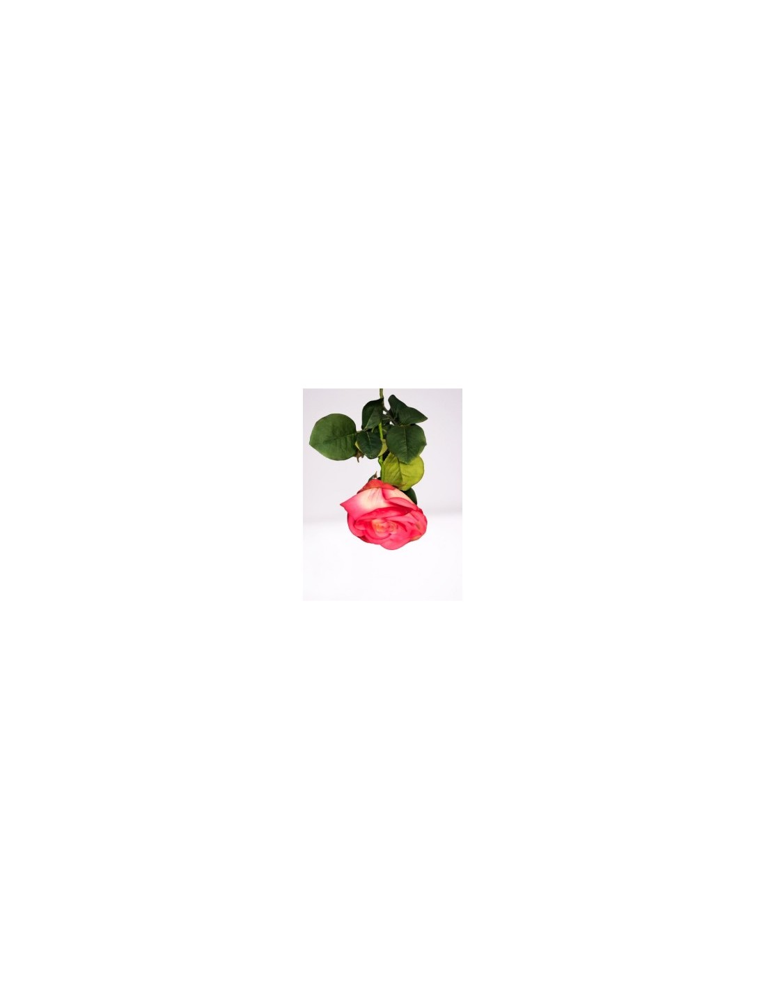 ROSA 6241 su TreG Ingrosso