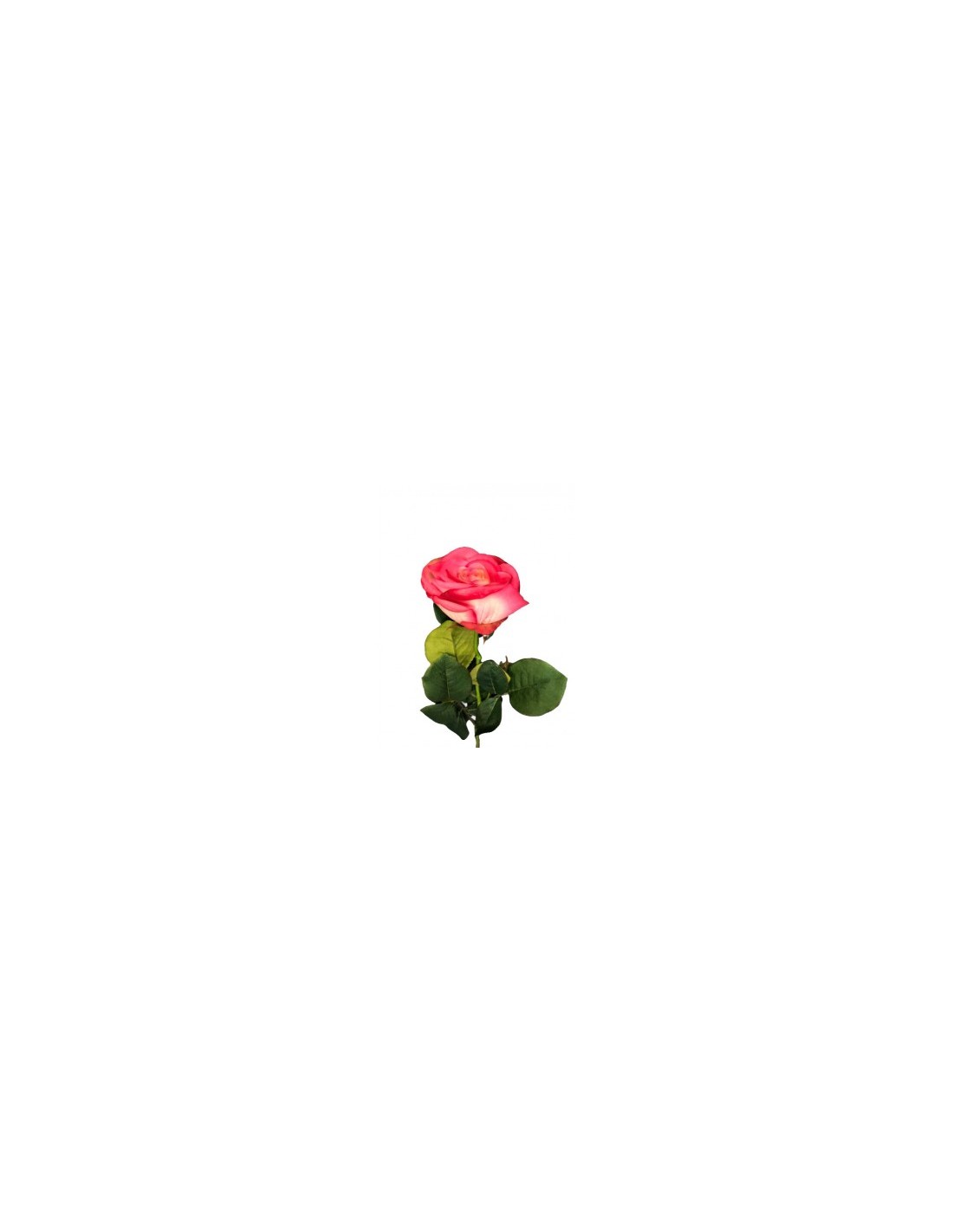 ROSA 6241 su TreG Ingrosso