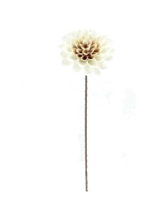 ZINNIA 7642 65CM D21 ASS su TreG Ingrosso