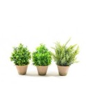 PIANTA VERDE IN VASO DI COCCIO 30X13X13CM su TreG Ingrosso