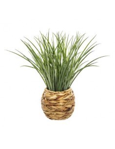 PIANTA VASO GIACINTO 46CM su TreG Ingrosso