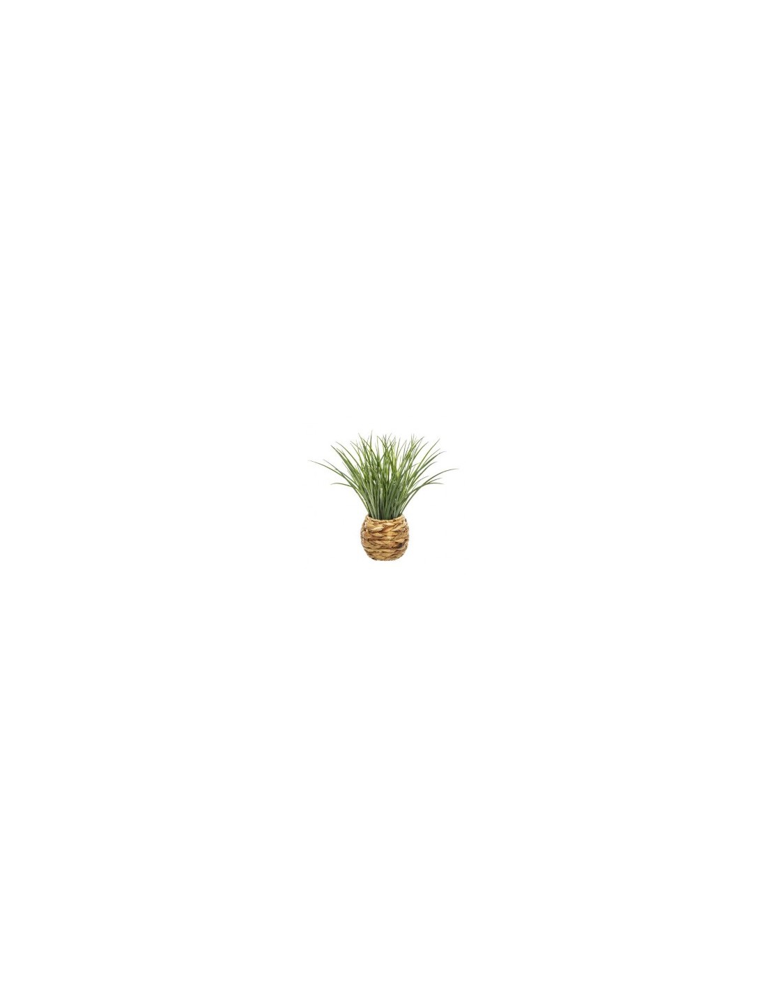 PIANTA VASO GIACINTO 46CM su TreG Ingrosso
