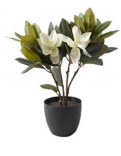 PIANTA MAGNOLIA IN VASO 45CM su TreG Ingrosso