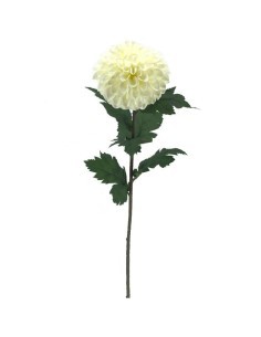 DAHLIA 2030 ASSORTITO su TreG Ingrosso