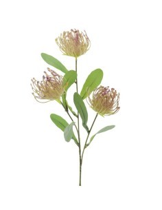 LEUCUSPERMUM 4325 X3 CREMA su TreG Ingrosso