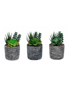 VASO 71236 PIANTA GRASSA 8X15CM ASSORTITO su TreG Ingrosso