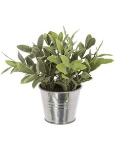 PIANTA 114754 IN VASO STAGNO 16X15CM su TreG Ingrosso
