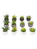 PIANTA 145000 CON VASO 13CM MODELLI ASSORTITI su TreG Ingrosso