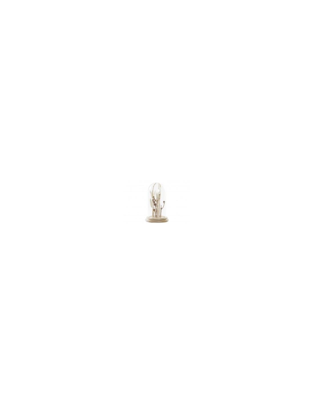 FIORI SECCHI FD193639 CAMPANA VETRO 13X13X22CM su TreG Ingrosso
