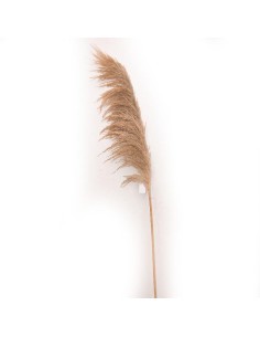 STELO PAMPAS NATURALE 160CM su TreG Ingrosso
