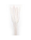 STELO PAMPAS AVORIO 10 RAMI 70CM su TreG Ingrosso
