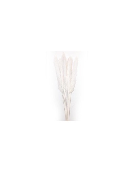 STELO PAMPAS AVORIO 10 RAMI 70CM su TreG Ingrosso