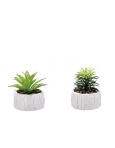 PIANTA GRASSA 82293 CON VASO 9X12CM ASSORTITO su TreG Ingrosso