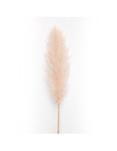 STELO PAMPAS AVORIO 160CM su TreG Ingrosso