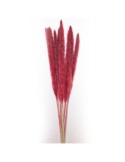 STELO PAMPAS ROSSO 10 RAMI 70CM su TreG Ingrosso