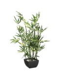 PIANTA 109591 BAMBOO CON VASO H70CM su TreG Ingrosso