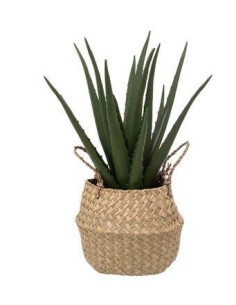 PIANTA 189119 ALOE NATURALE 37CM CON VASO