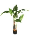 PIANTA 110249 BANANO H120CM CON VASO