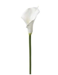 PIANTA 121515 STELO DI ARUM H75CM BIANCO