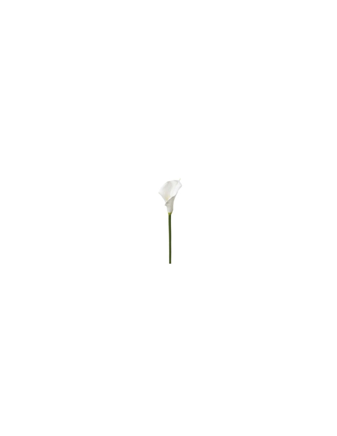 PIANTA 121515 STELO DI ARUM H75CM BIANCO
