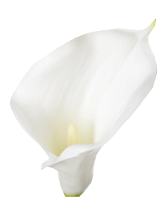 PIANTA 121515 STELO DI ARUM H75CM BIANCO