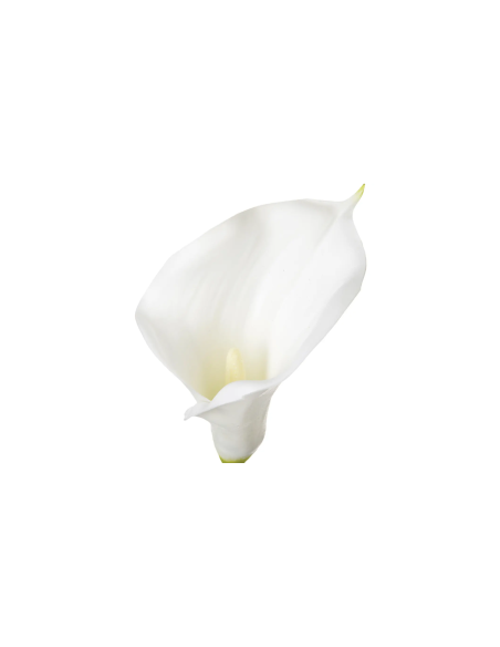 PIANTA 121515 STELO DI ARUM H75CM BIANCO