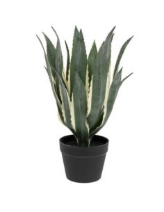 PIANTA 198124 AGAVE AMERICANA 35X35X55CM CON VASO