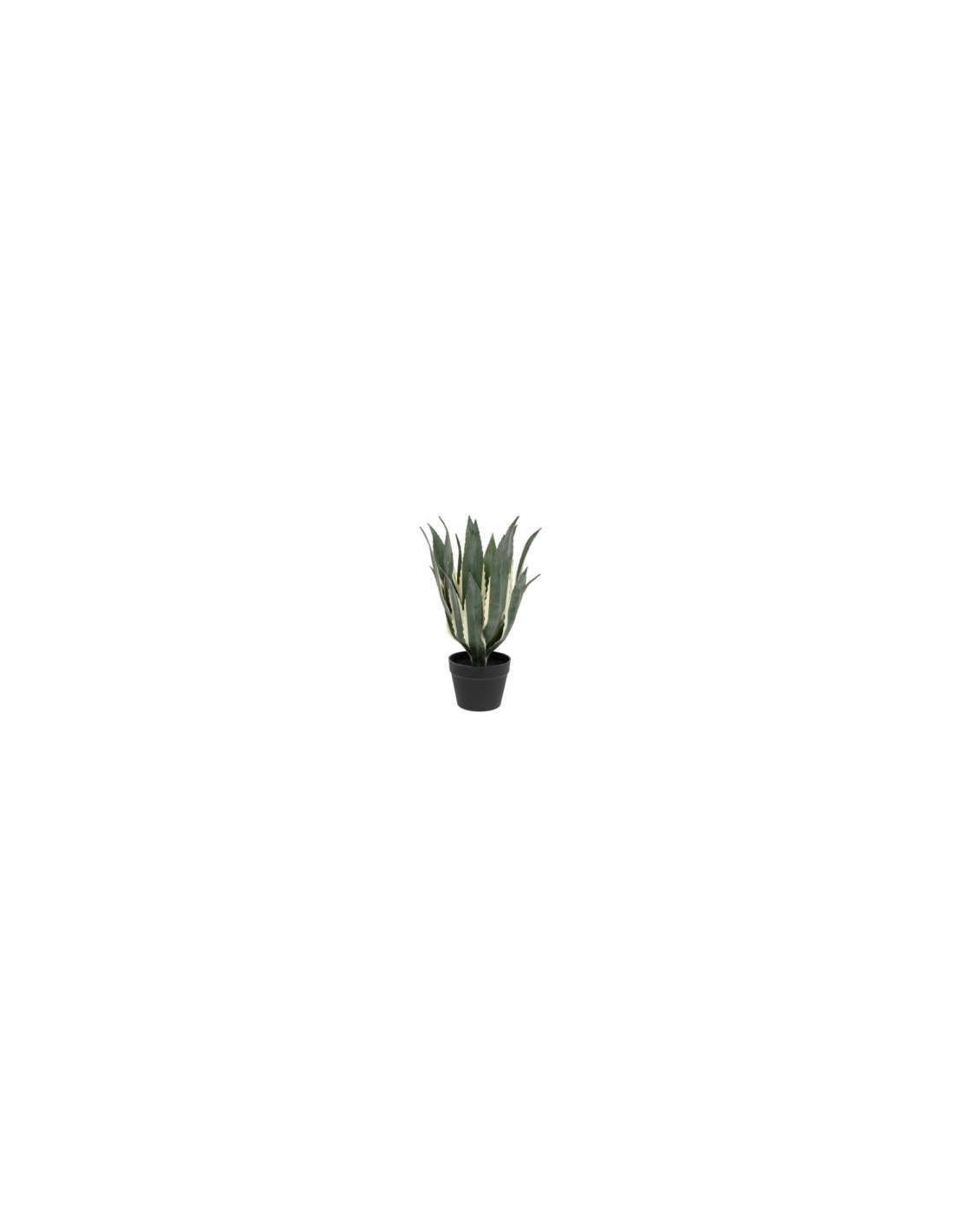 PIANTA 198124 AGAVE AMERICANA 35X35X55CM CON VASO