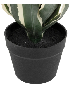 PIANTA 198124 AGAVE AMERICANA 35X35X55CM CON VASO 2