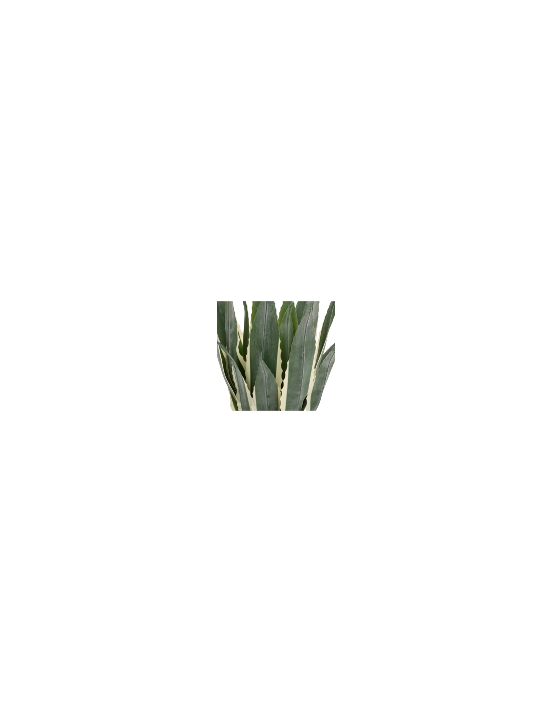 PIANTA 198124 AGAVE AMERICANA 35X35X55CM CON VASO