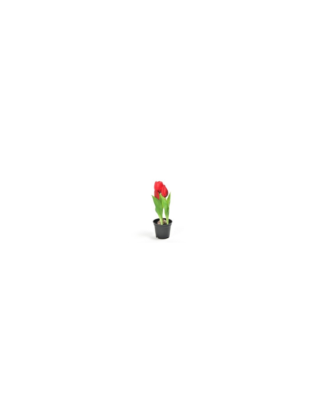 TULIPANO 12565 ROSSO GOMMA 21CM CON VASO
